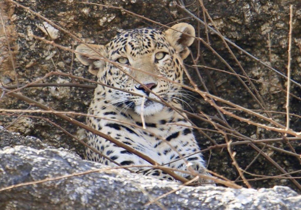 Pride Resort & Convention Center Ranakpur Near Ranakpur Dam Sādri Exteriér fotografie